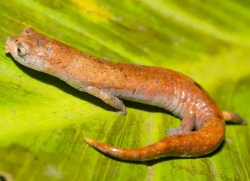 Investigadores de la Universidad Nacional Mayor de San Marcos hallan una nueva especie de salamandra endémica del Perú. ANDINA/Difusión