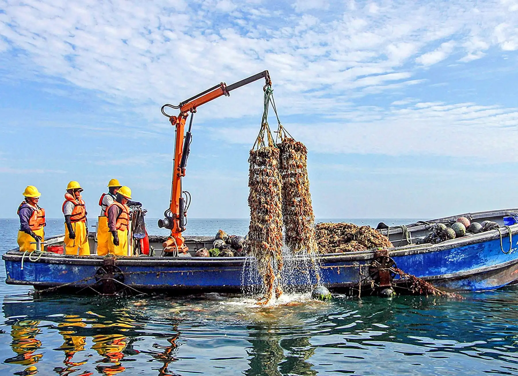 Sanipes garantiza la continuidad de actividades de maricultores de la bahía de Sechura, en Piura, y afirma que están vigentes los títulos habilitantes de los productores que se dedican a esta actividad. ANDINA/Difusión