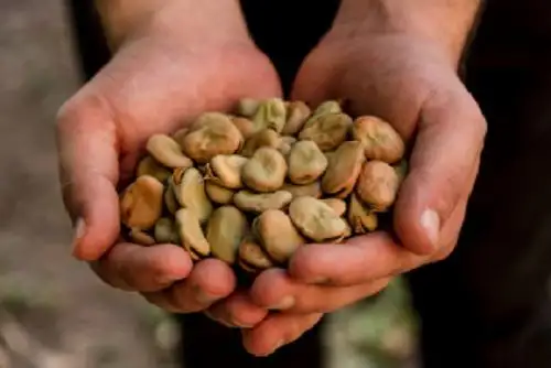 Con este envío los productores de la Asociación Agropecuaria Artesanal e Industrial Wiñay Llankac Racchi Auyllu, que forman parte de la comunidad campesina de Racchi Ayllu, de la provincia Urubamba ya suman 50 toneladas vendidas en lo que va del presente año a Estados Unidos.