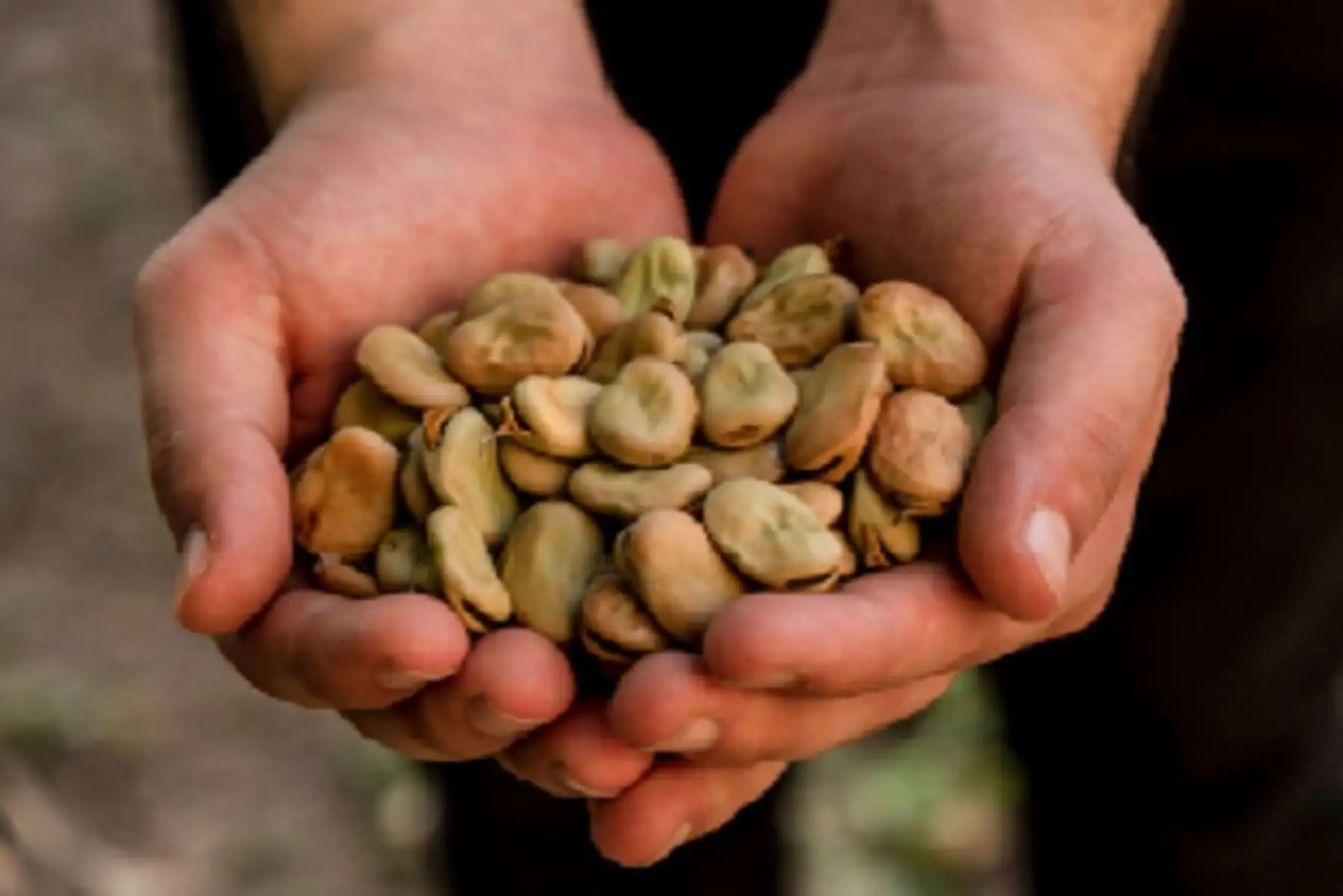 Con este envío los productores de la Asociación Agropecuaria Artesanal e Industrial Wiñay Llankac Racchi Auyllu, que forman parte de la comunidad campesina de Racchi Ayllu, de la provincia Urubamba ya suman 50 toneladas vendidas en lo que va del presente año a Estados Unidos.