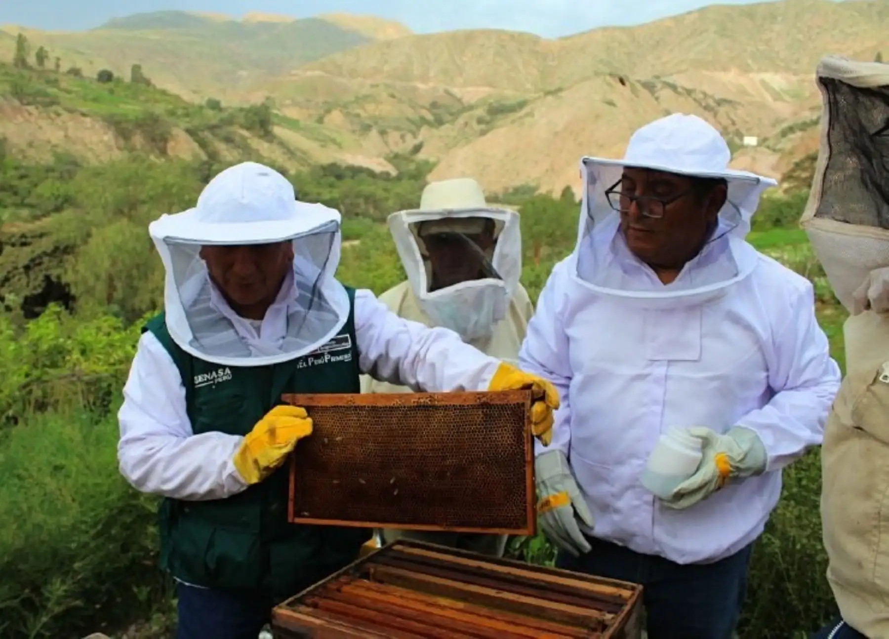 Senasa reforzará atención para el control y tratamiento de enfermedades en abejas.