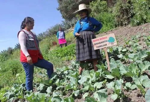 Más de 12,000 familias rurales de la región La Libertad han mejorado sus ingresos gracias a la ejecución de pequeños emprendimientos y negocios con el apoyo del proyecto Haku Wiñay de Foncodes. ANDINA/Difusión