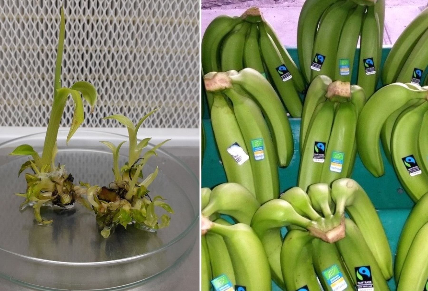 INIA incorpora 20 nuevas variedades de banano orgánico de alta calidad genética y resistente a plagas para fortalecer la producción de este cultivo y beneficiar a los agricultores. ANDINA/Difusión