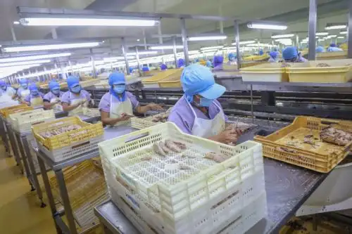 Planta procesadora de productos marinos. ANDINA/Difusión