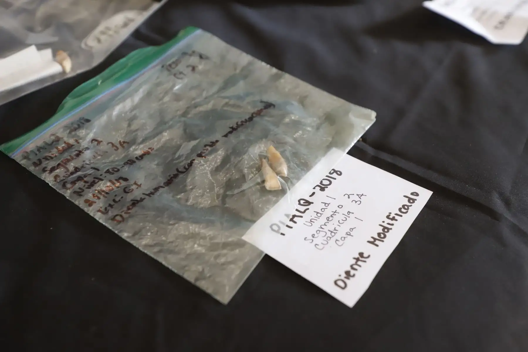 Ministro de Cultura, Alejandro Neyra observa hallazgos en la Quebrada en Cañete. EN el 2017 se iniciaron los trabajos de investigación y se intensificaron luego las excavaciones. Han sido alrededor de 150 cuerpos los encontrados, que datan del periodo 1742-1840.
Foto: Mincul
