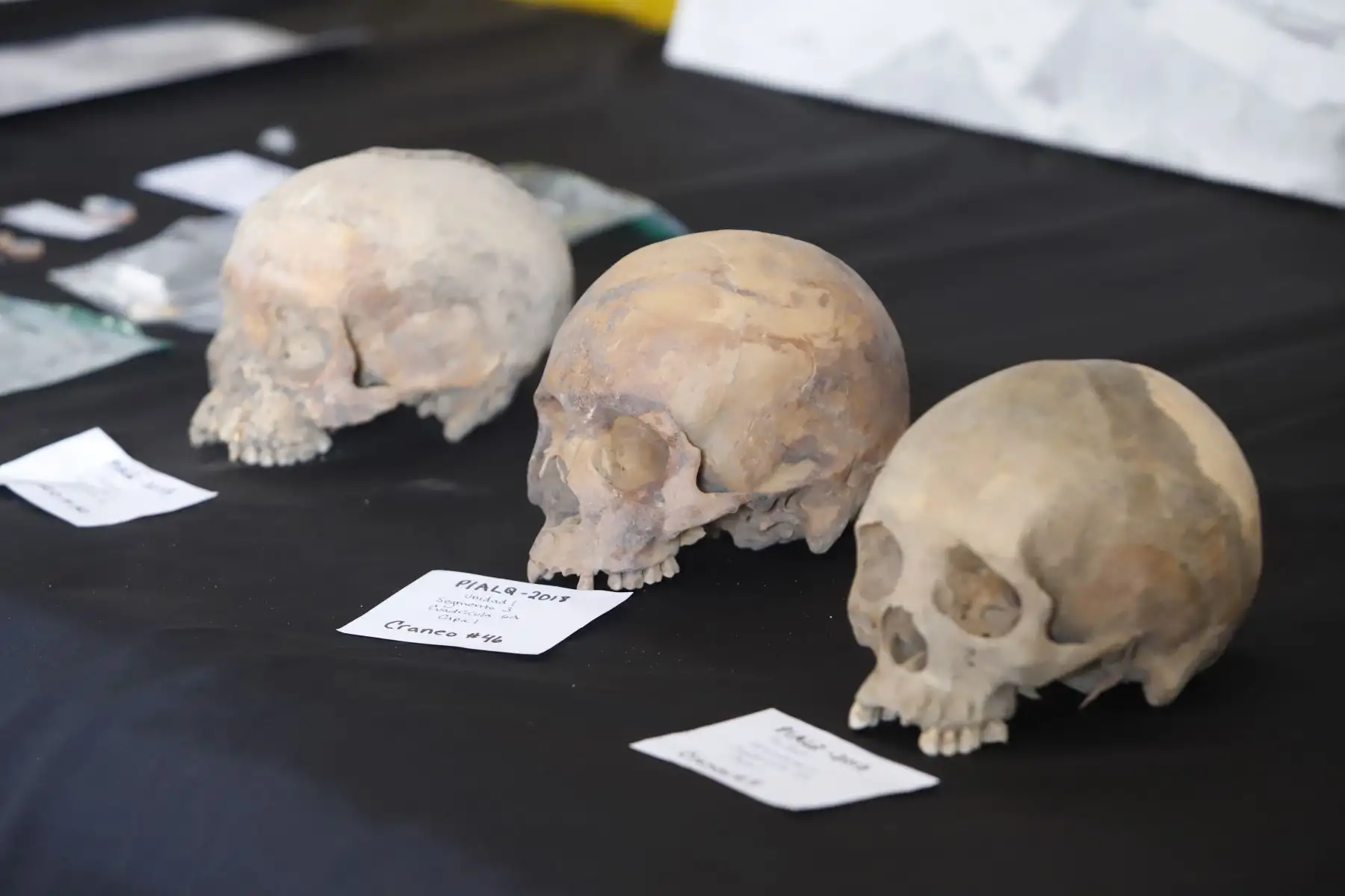 Ministro de Cultura, Alejandro Neyra observa hallazgos en la Quebrada en Cañete. En el 2017 se iniciaron los trabajos de investigación y se intensificaron luego las excavaciones. Han sido alrededor de 150 cuerpos los encontrados, que datan del periodo 1742-1840.
Foto: Mincul