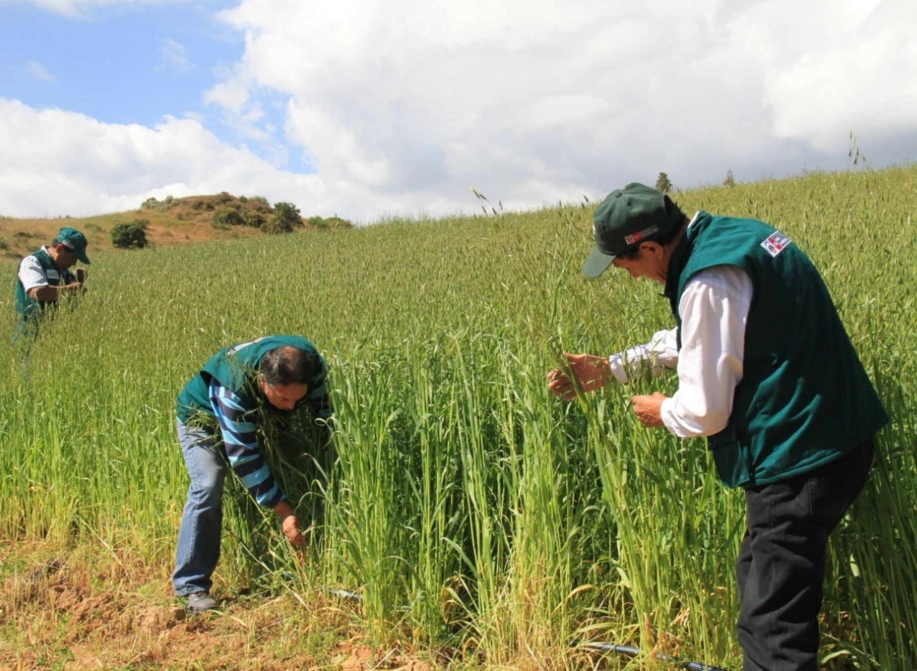Agro Rural ejecuta campaña de siembra de pastos cultivados en Pasco que ayudará a reactivar la economía de los productores ganaderos de esa región. ANDINA/Difusión