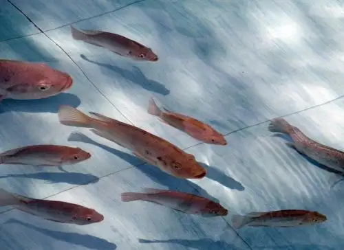 Con el objetivo de reactivar la economía e incrementar la productividad de peces amazónicos en el distrito de Uchiza, de la provincia de Tocache, en la región San Martín, la Comisión Nacional para el Desarrollo y Vida sin Drogas (Devida), en convenio con la municipalidad distrital de Uchiza, entregaron un total de 100,000 alevinos de la especie tilapia a 28 caseríos. Foto: ANDINA/difusión.