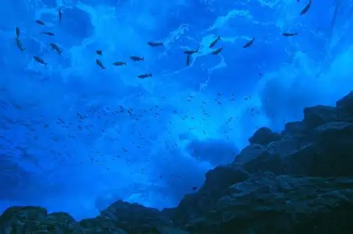 El Ministerio del Ambiente destacó el potencial de las áreas marinas protegidas para impulsar el desarrollo de la población. ANDINA/Difusión