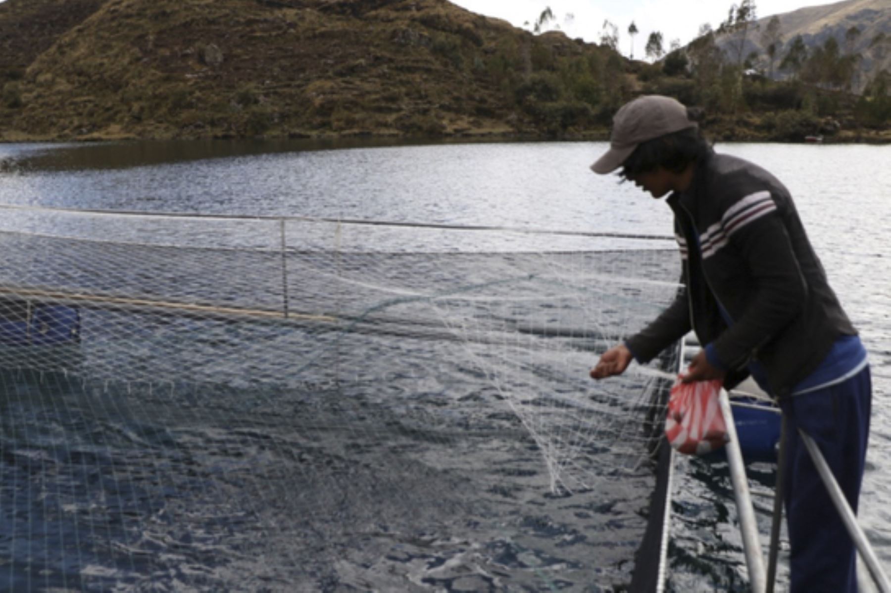 La economía de 331 familias piscicultoras de la provincia de Carabaya, en la selva de Puno, mejorará con la siembra de alevinos de paco y trucha. Foto: ANDINA/Difusión