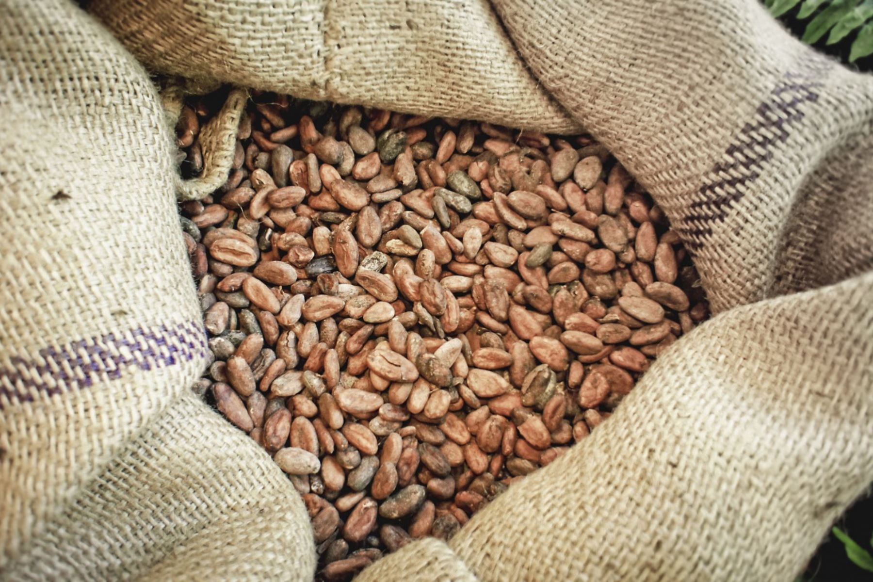 Una organización cacaotera de la selva de la región Junín exportó, por primera vez, 25 toneladas de cacao orgánico a Indonesia.