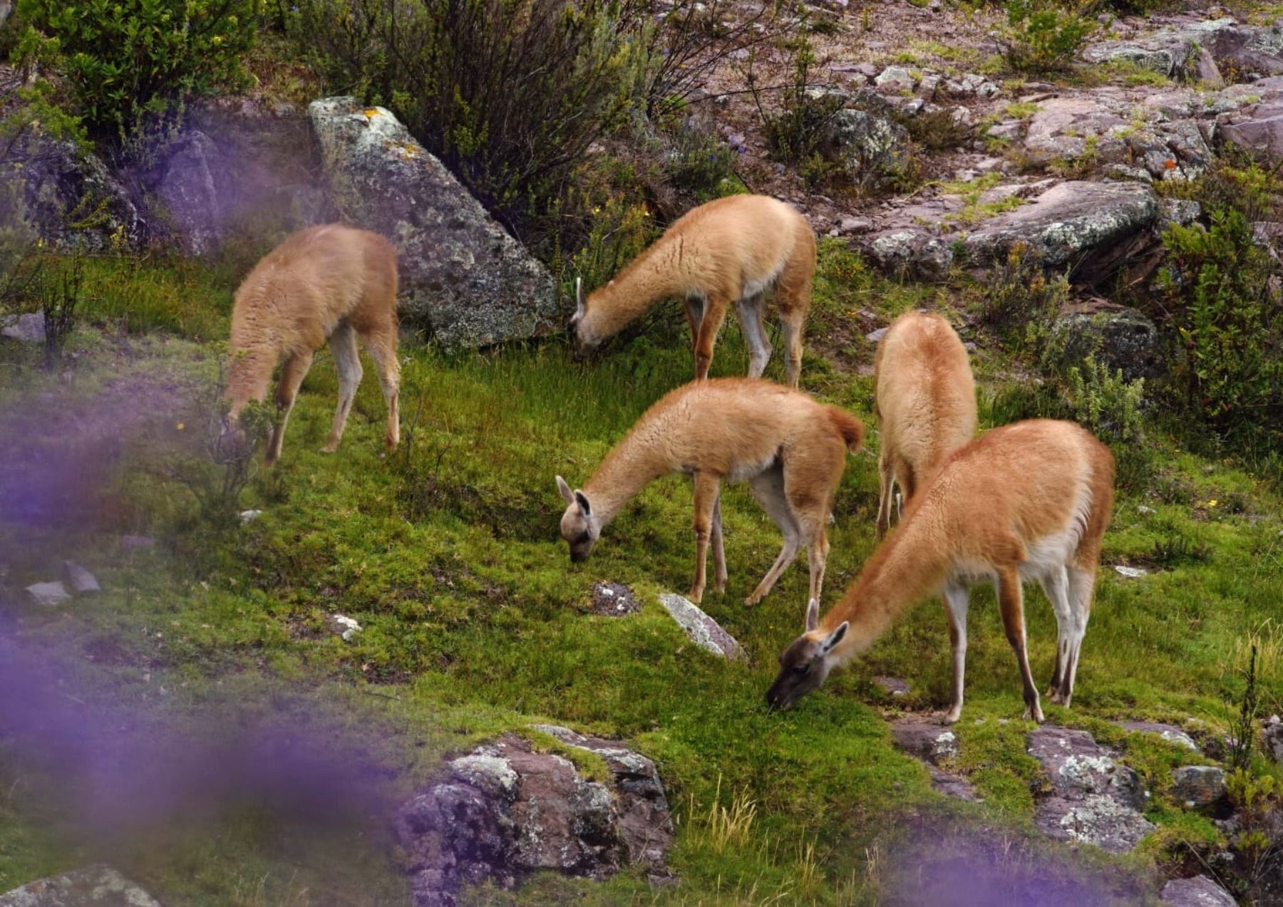 La Reserva Nacional Calipuy habilitó una plataforma virtual para conocer y disfurtar de la belleza natural de esta área natural protegida  de La Libertad.