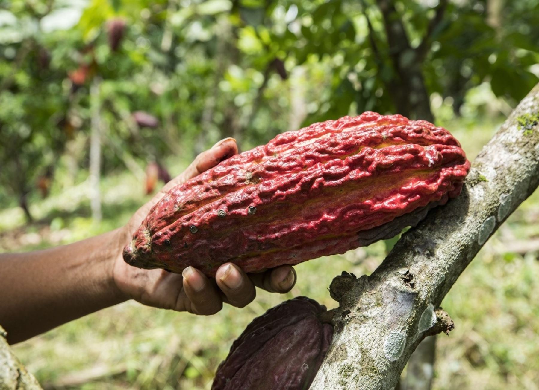Más de 4,000 pequeños y medianos productores se han beneficiado con los proyectos de mejoramiento del cacao que desarrolla el Instituto Nacional de Innovación Agraria.