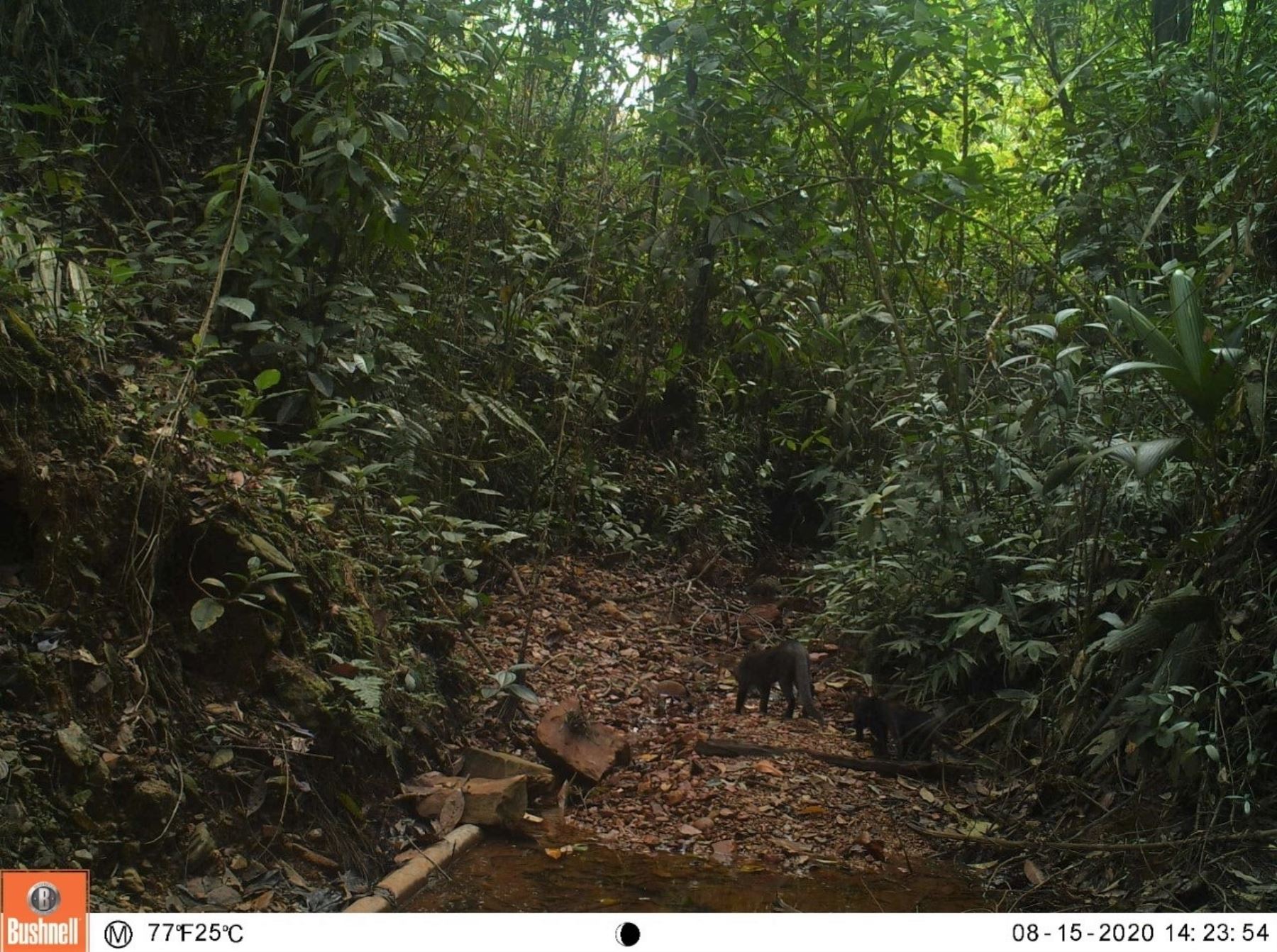 Serfor reportó el avistamiento de un ejemplar de yaguarundi en la selva de Puno. El yaguarundi es una especie de felino salvaje poco conocida. ANDINA/Difusión