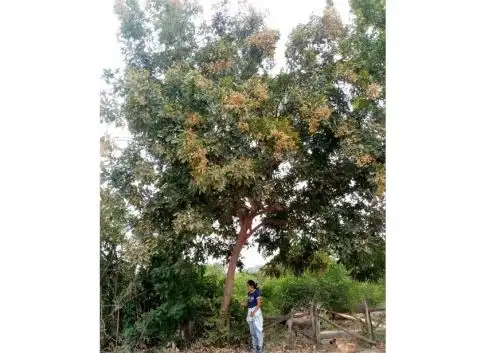 Conoce a Dayana Muñoz, la joven talento de Pronabec que lucha por evitar desaparición del "árbol del jabón" de Tumbes.