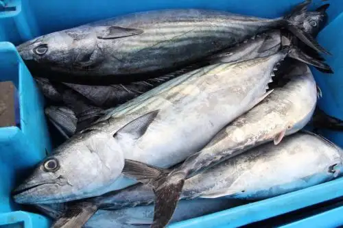 Pescado.