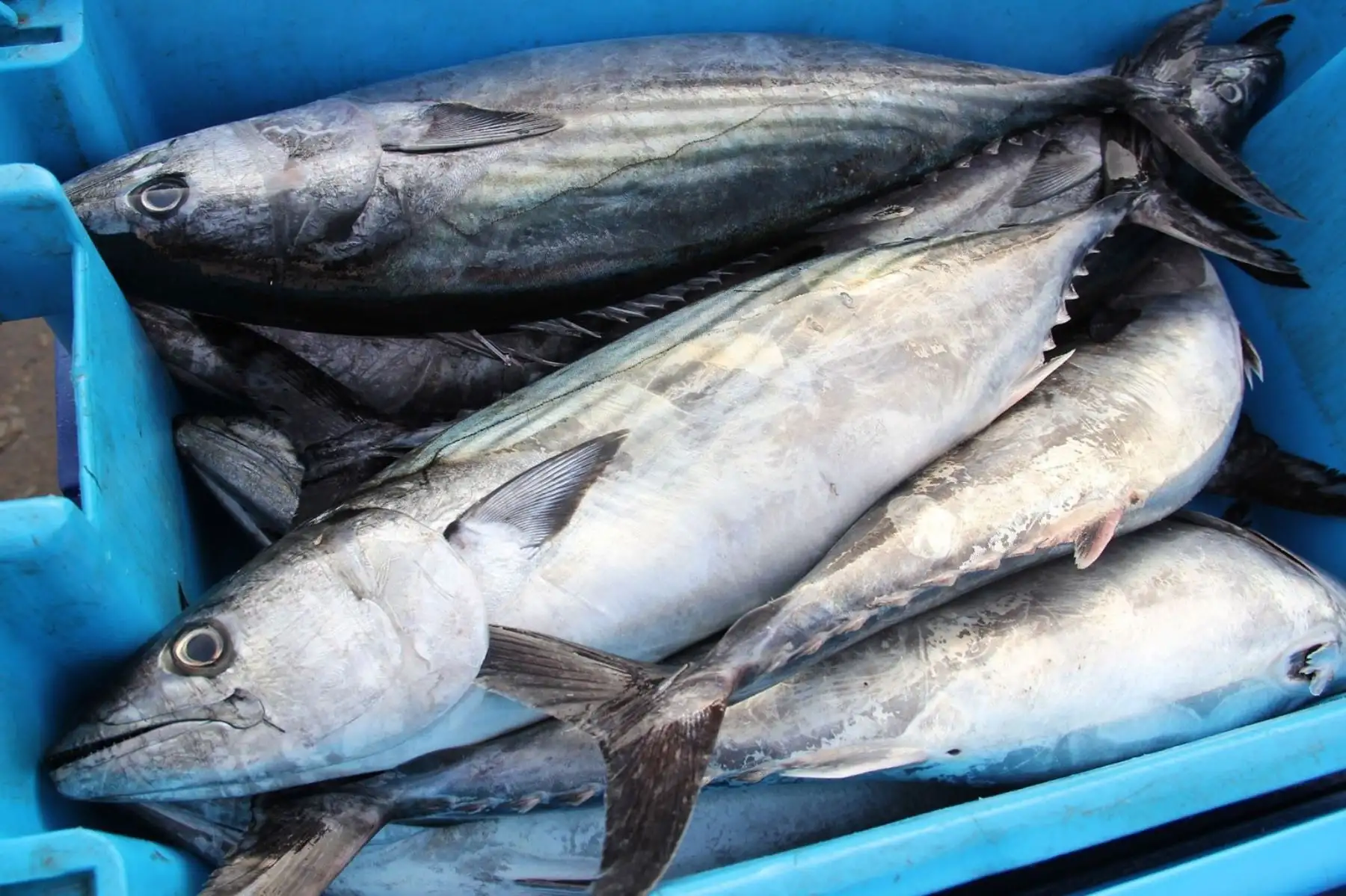 Pescado.