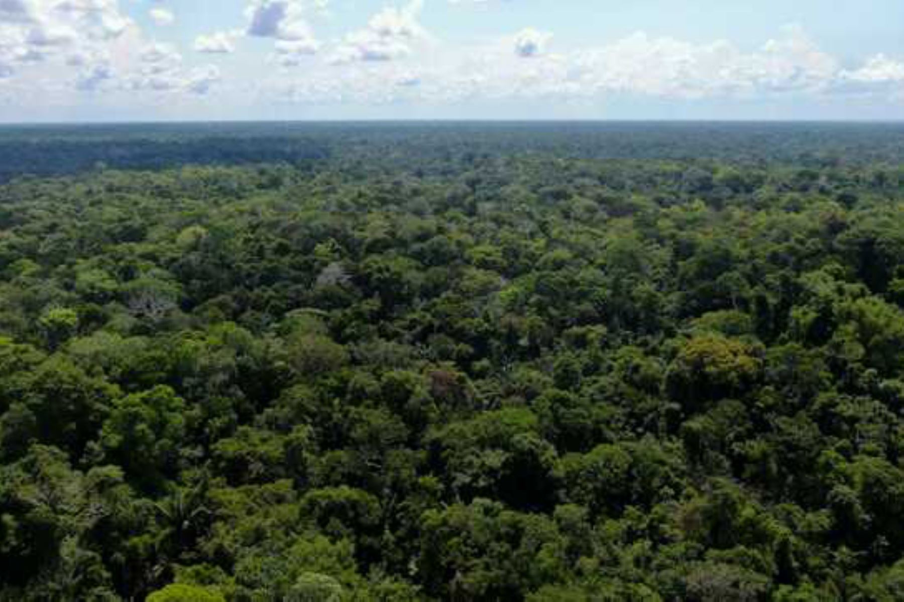 Conservación de bosques amazónicos ha beneficiado a más de 8,300 familias de Amazonas, San Martín, Madre de Dios, Loreto, Ucayali, Cusco, Junín y Pasco. Foto: ANDINA/Difusión