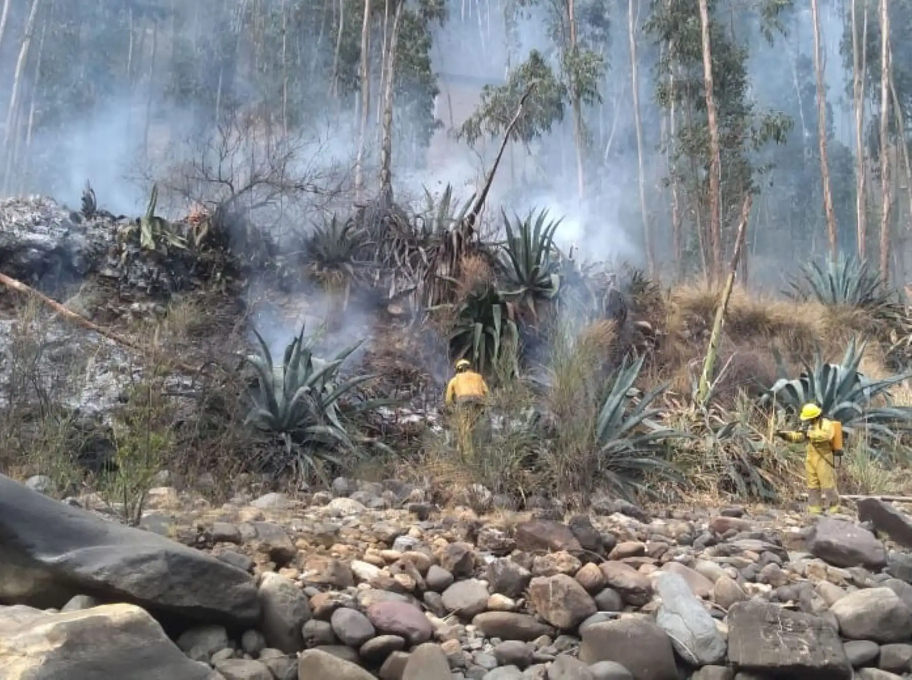Tres incendios forestales se reportaron en la región Áncash durante el fin de semana, reportó el COER. ANDINA/Difusión