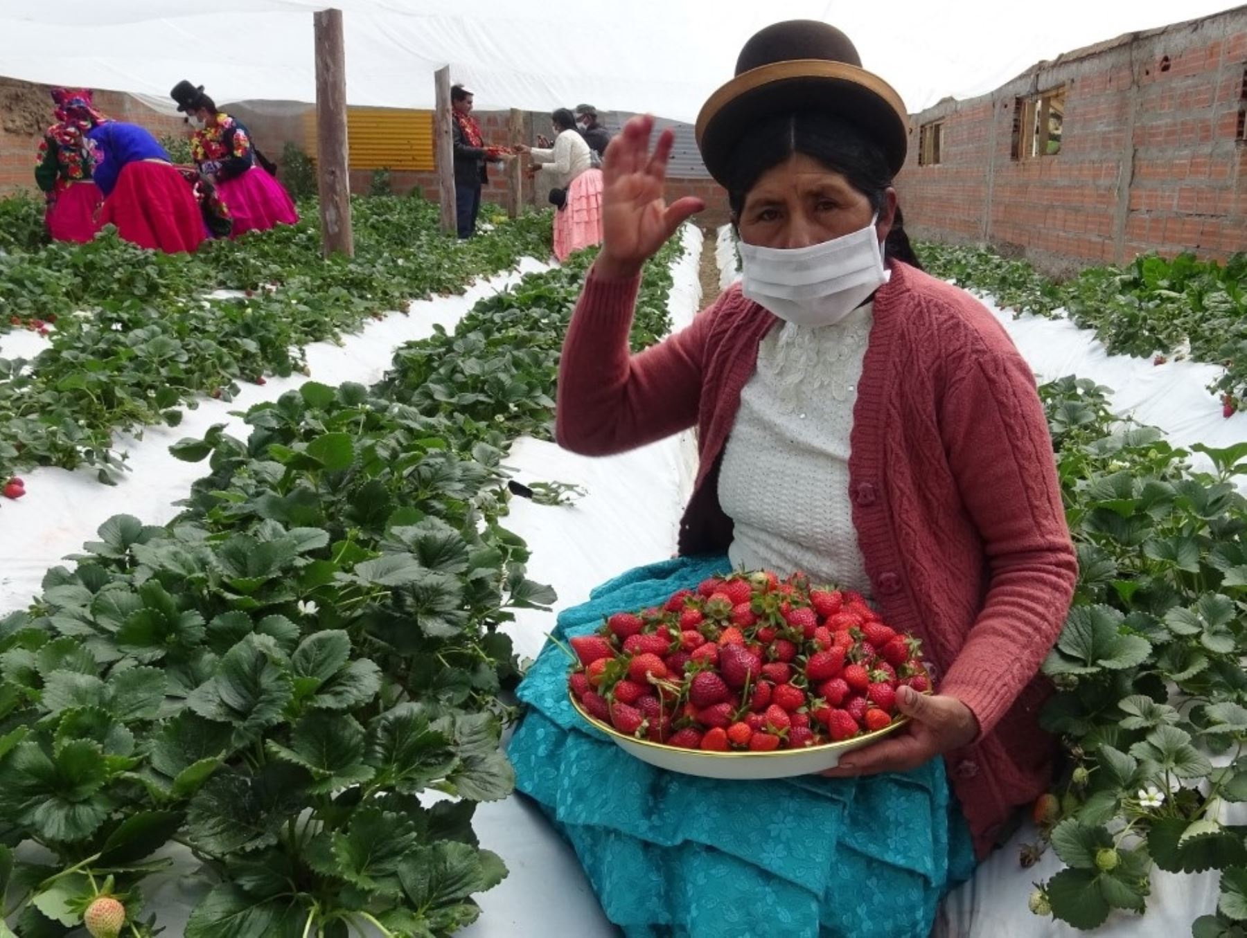 El cultivo de fresa se ha convertido en el emprendimiento estrella del distrito de Acoria, región Puno. ANDINA/Difusión