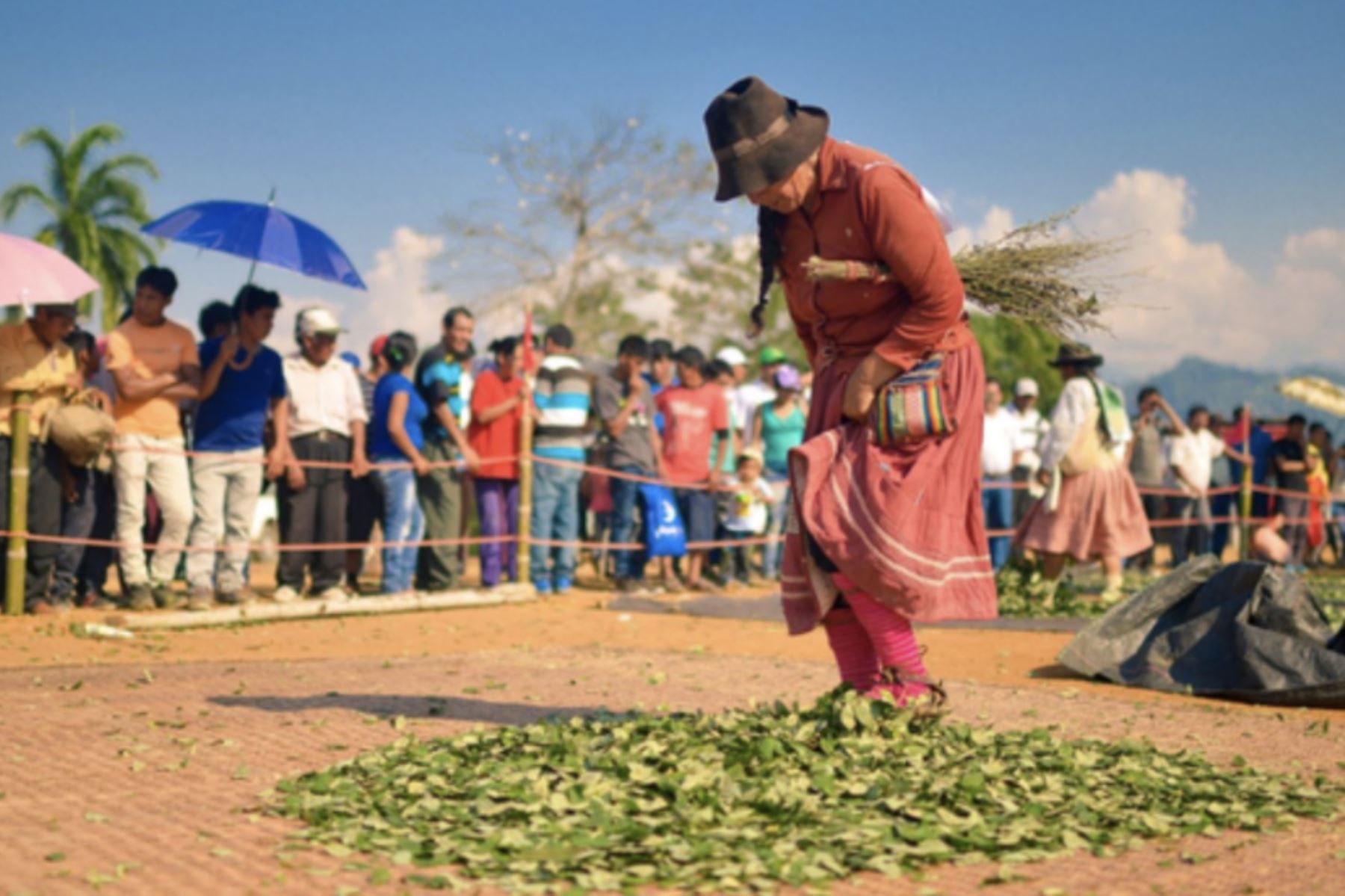 Devida e INEI elaboraron el “Informe sobre la demanda de hoja de coca para fines tradicionales e industriales”. Foto: ANDINA/Difusión