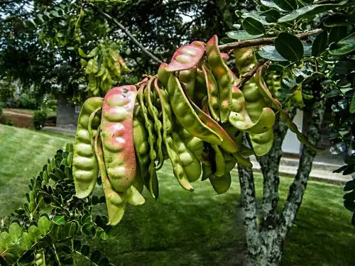 Investigadores de la Universidad Toribio Rodriguez de Mendoza elaboraron un novedoso producto a base de goma de semilla de tara que permite conservar por más tiempo frutas y hortalizas. ANDINA/Difusión