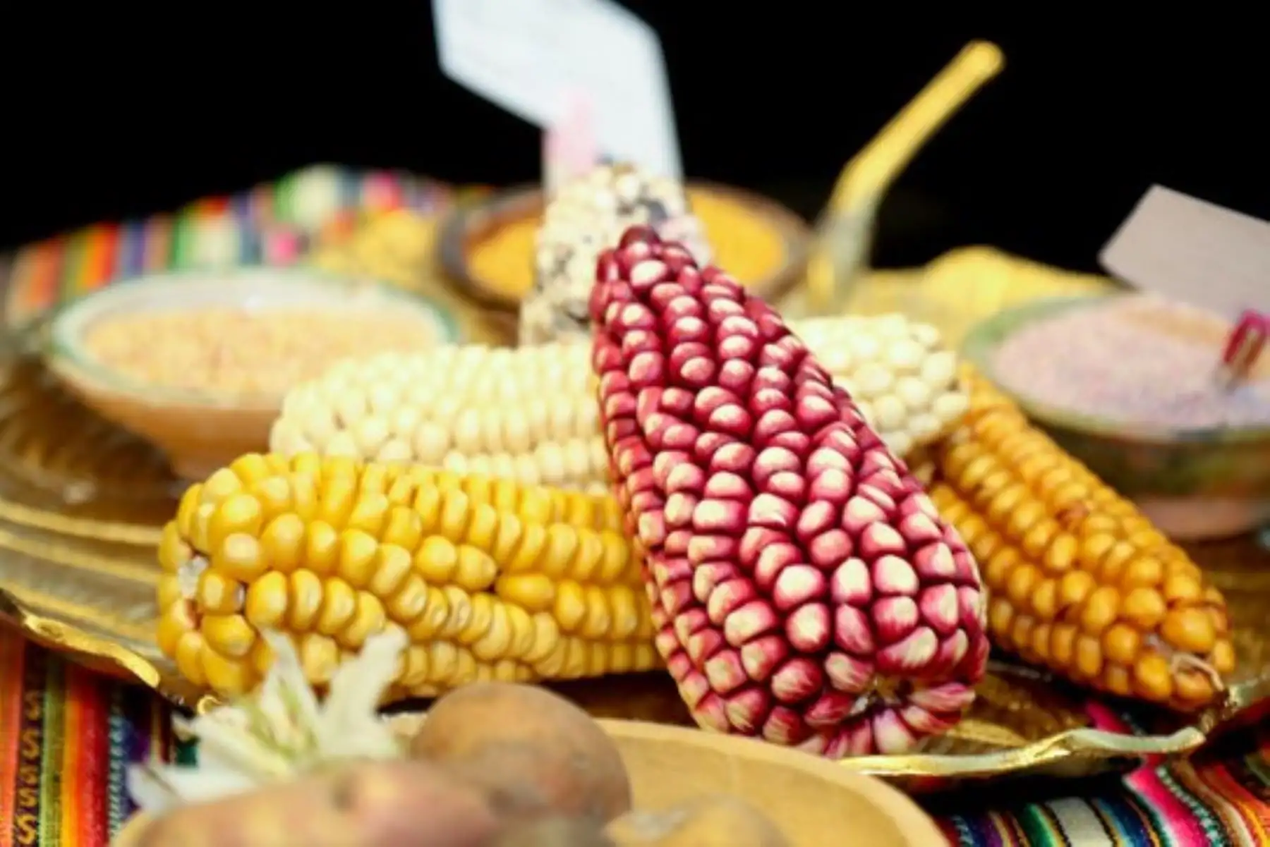 El maíz de Cusco se ha convertido en uno de los productos más demandados a los agricultores de Quispicanchi. ANDINA/Difusión