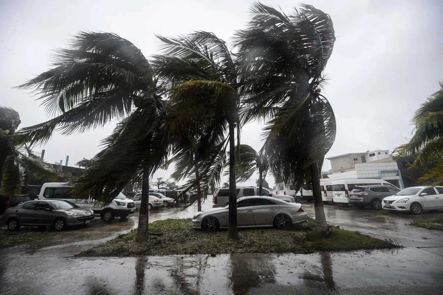 Los vientos azotan palmeras después del paso del huracán Delta, en Cancún, estado de Quintana Roo, México. Foto: AFP