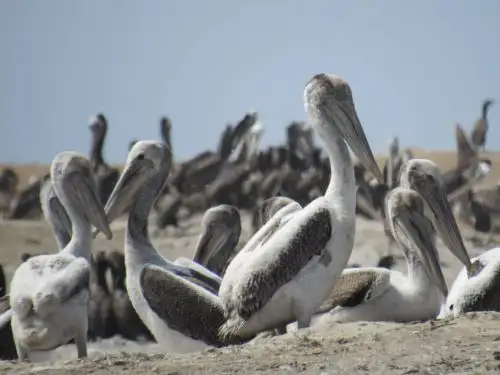 Último censo de aves guaneras revela un registro de más de 2 millones de ejemplares en las islas y puntas guaneras del litoral peruano, informó Agro Rural. ANDINA/Difusión