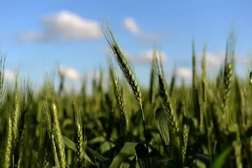 Se trata de una variedad de trigo bautizada "HB4", resistente a la sequía, que fue desarrollado por la empresa biotecnológica argentina Bioceres, en colaboración con la Universidad Nacional del Litoral y el Conicet. Foto: AFP