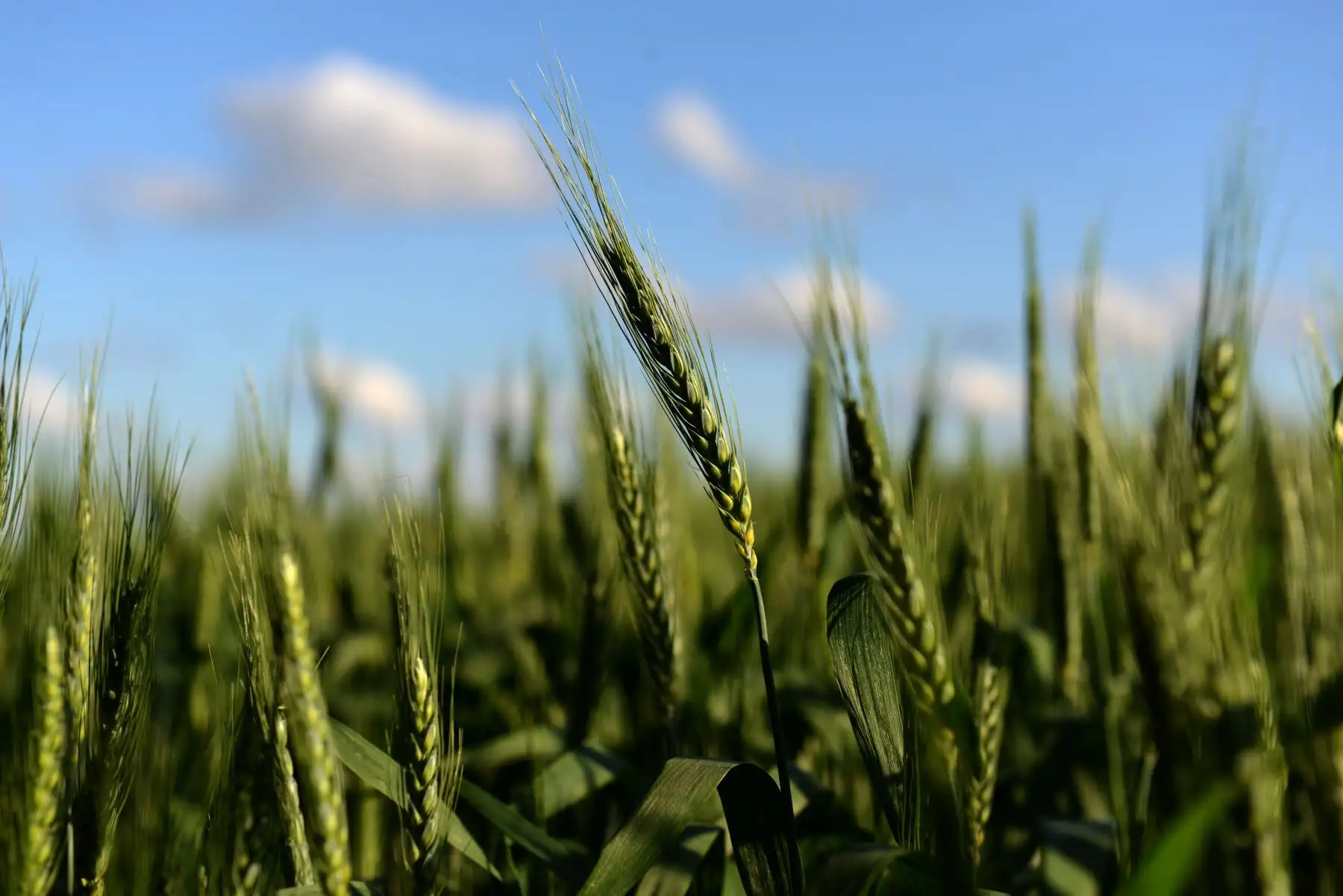 Se trata de una variedad de trigo bautizada "HB4", resistente a la sequía, que fue desarrollado por la empresa biotecnológica argentina Bioceres, en colaboración con la Universidad Nacional del Litoral y el Conicet. Foto: AFP