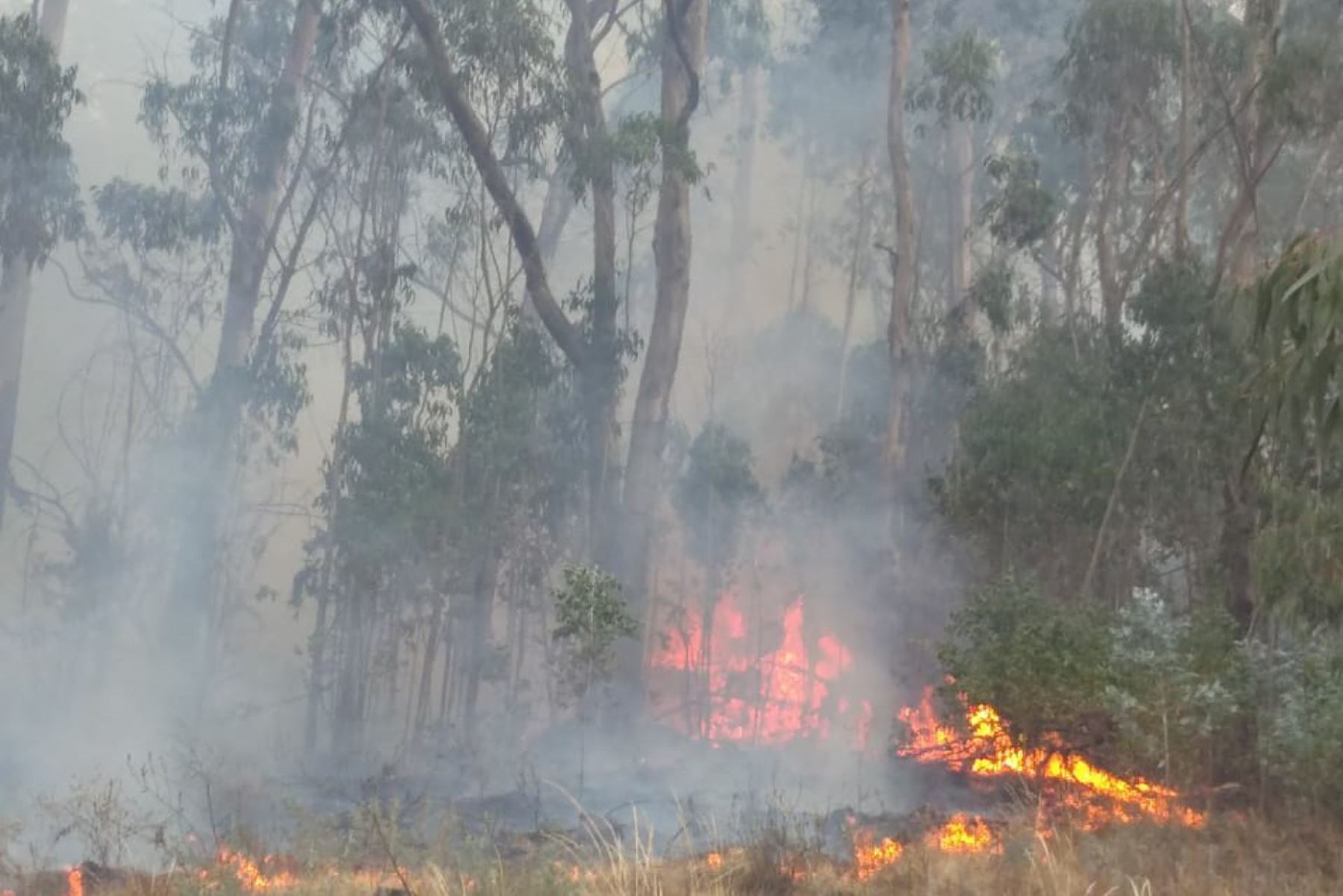 Un incendio forestal se registra desde ayer en el distrito de Tambillo, provincia de Huamanga, en Ayacucho. ANDINA/Difusión