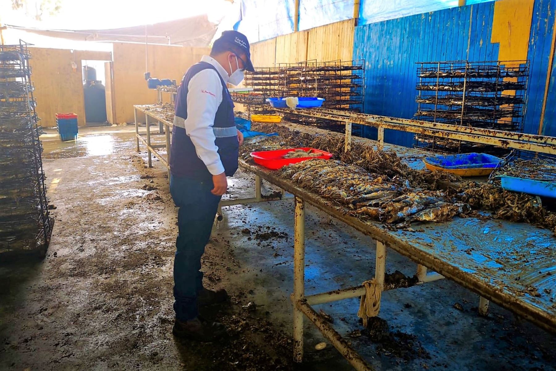Personal de Sanipes participó en intervención en planta clandestina de conservas de pescado en Nuevo Chimbote. Foto: ANDINA/Difusión