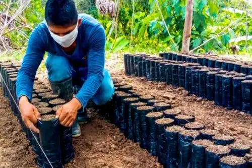 La asistencia de Devida está dirigida a 90 familias cacaoteras de los distritos de Pueblo Nuevo, Luyando, Castillo Grande, Rupa Rupa y Monzón, cuyas parcelas se encuentran en etapa de instalación en 91 hectáreas de cultivo. Foto: ANDINA/Difusión