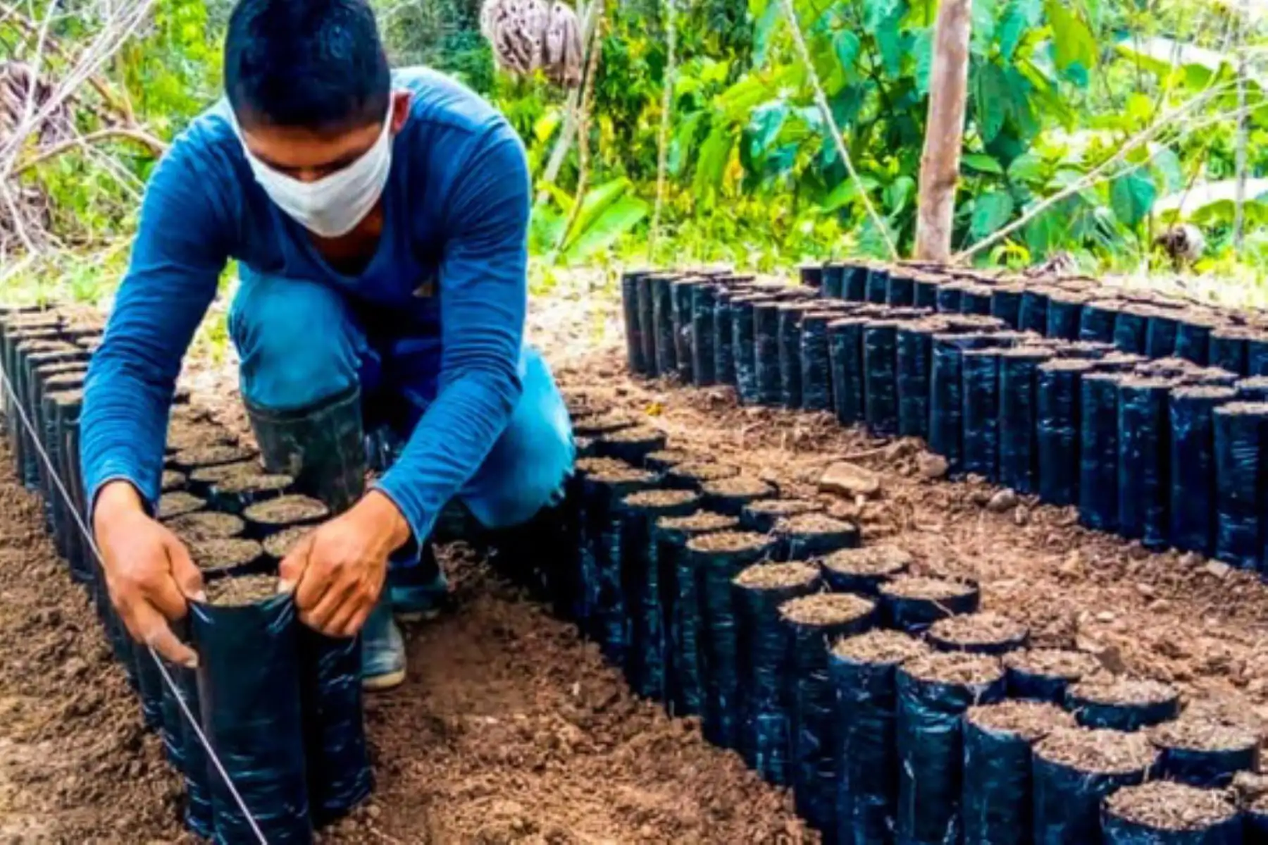La asistencia de Devida está dirigida a 90 familias cacaoteras de los distritos de Pueblo Nuevo, Luyando, Castillo Grande, Rupa Rupa y Monzón, cuyas parcelas se encuentran en etapa de instalación en 91 hectáreas de cultivo. Foto: ANDINA/Difusión