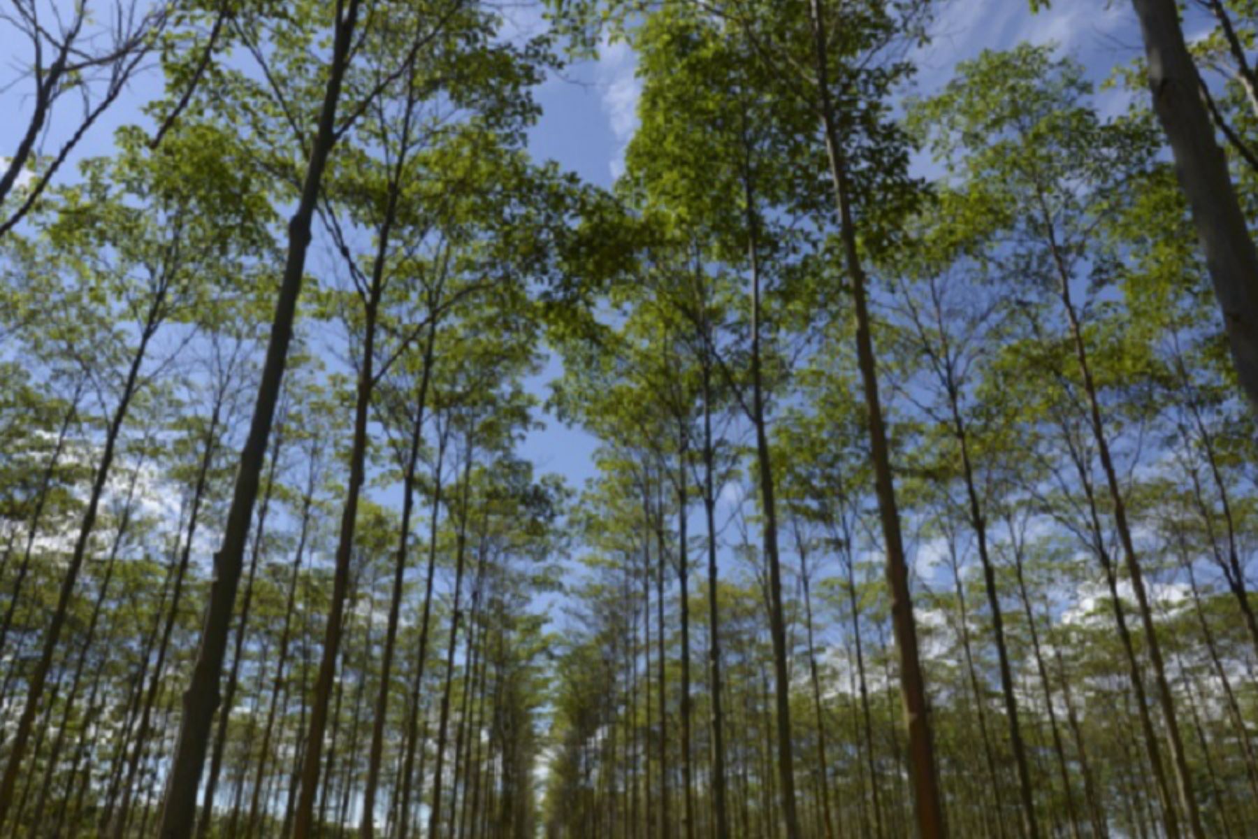 IIAP y Serfor unen esfuerzos para impulsar el desarrollo estratégico del sector forestal