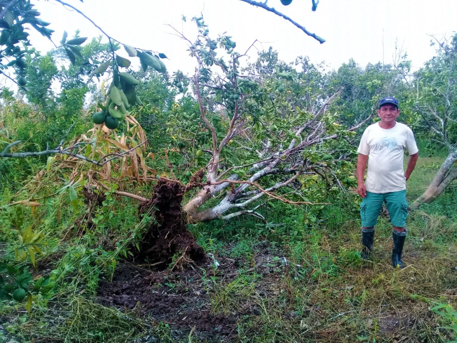 Un temporal causó daños en los cultivos de maíz y frutales en la región amazónica de San Martín. Foto: ANDINA/Difusión