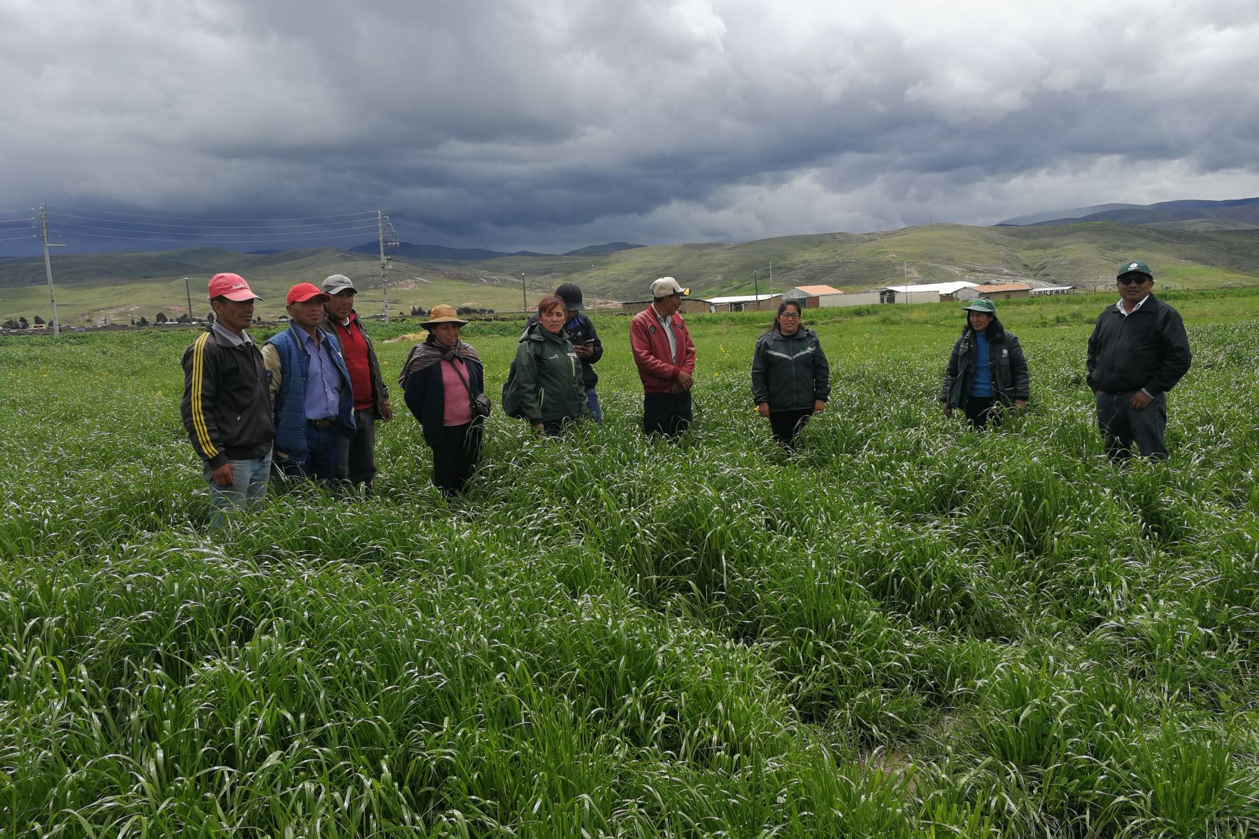 La campaña de siembra de pastos y forrajes, a cargo de Agro Rural, beneficiará a ocho provincias de la región Junín. Foto: ANDINA/Difusión