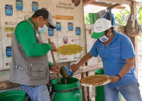 Productores cacaoteros de San Martín innovan con biofertilizantes que elaboran con melaza de caña de azúcar. ANDINA/Difusión