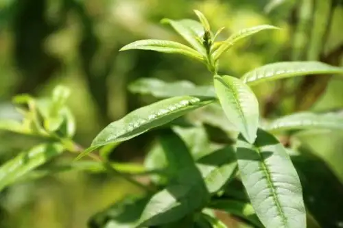 La gran biodiversidad de nuestro país hace que el aprovechamiento de las plantas con fines medicinales y estéticos tenga un enorme potencial. Constituye un patrimonio natural que debemos preservar y aprovechar sosteniblemente. ANDINA/Difusión