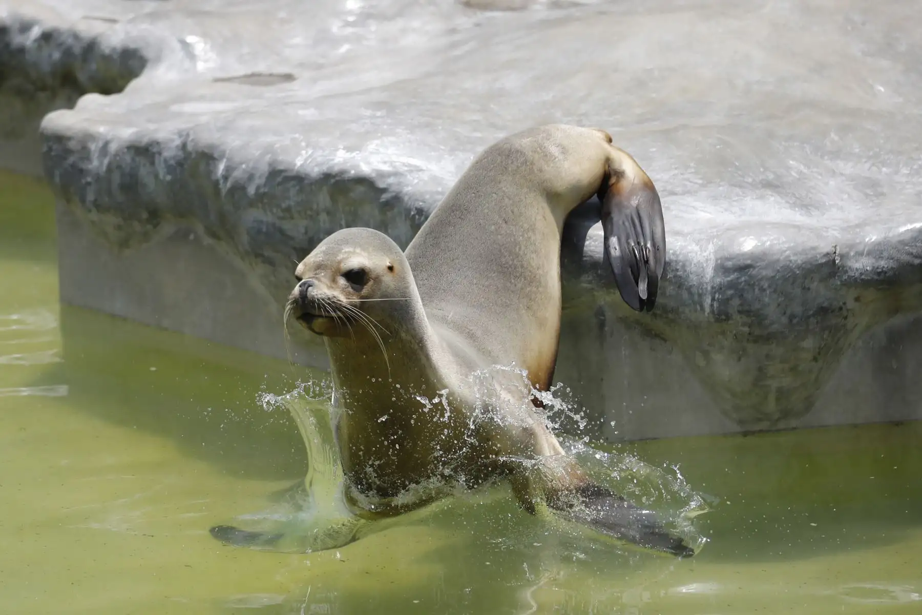El Zoológico de Huachipa presentó el Baby shower simbólico de la loba de mar Nayra, que se encuentra en sus últimos días de gestación. Después de 10 años nacerá otra cría de esta especie en vías de extinción.

Foto: ANDINA / Juan Carlos Guzmán Negrini