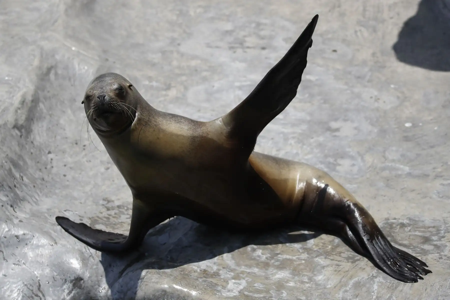 El Zoológico de Huachipa presentó el Baby shower simbólico de la loba de mar Nayra, que se encuentra en sus últimos días de gestación. Después de 10 años nacerá otra cría de esta especie en vías de extinción.

Foto: ANDINA / Juan Carlos Guzmán Negrini