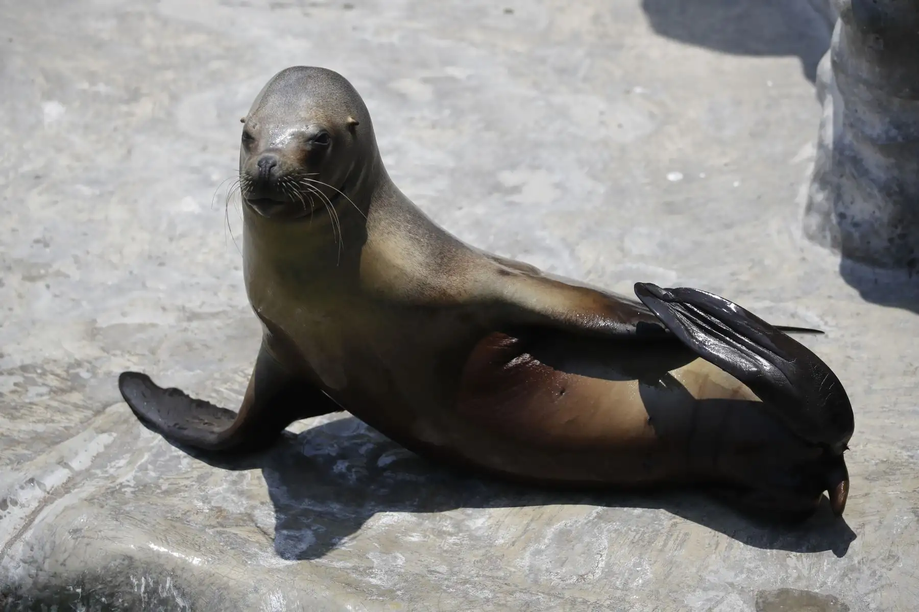 El Zoológico de Huachipa presentó el Baby shower simbólico de la loba de mar Nayra, que se encuentra en sus últimos días de gestación. Después de 10 años nacerá otra cría de esta especie en vías de extinción.

Foto: ANDINA / Juan Carlos Guzmán Negrini
