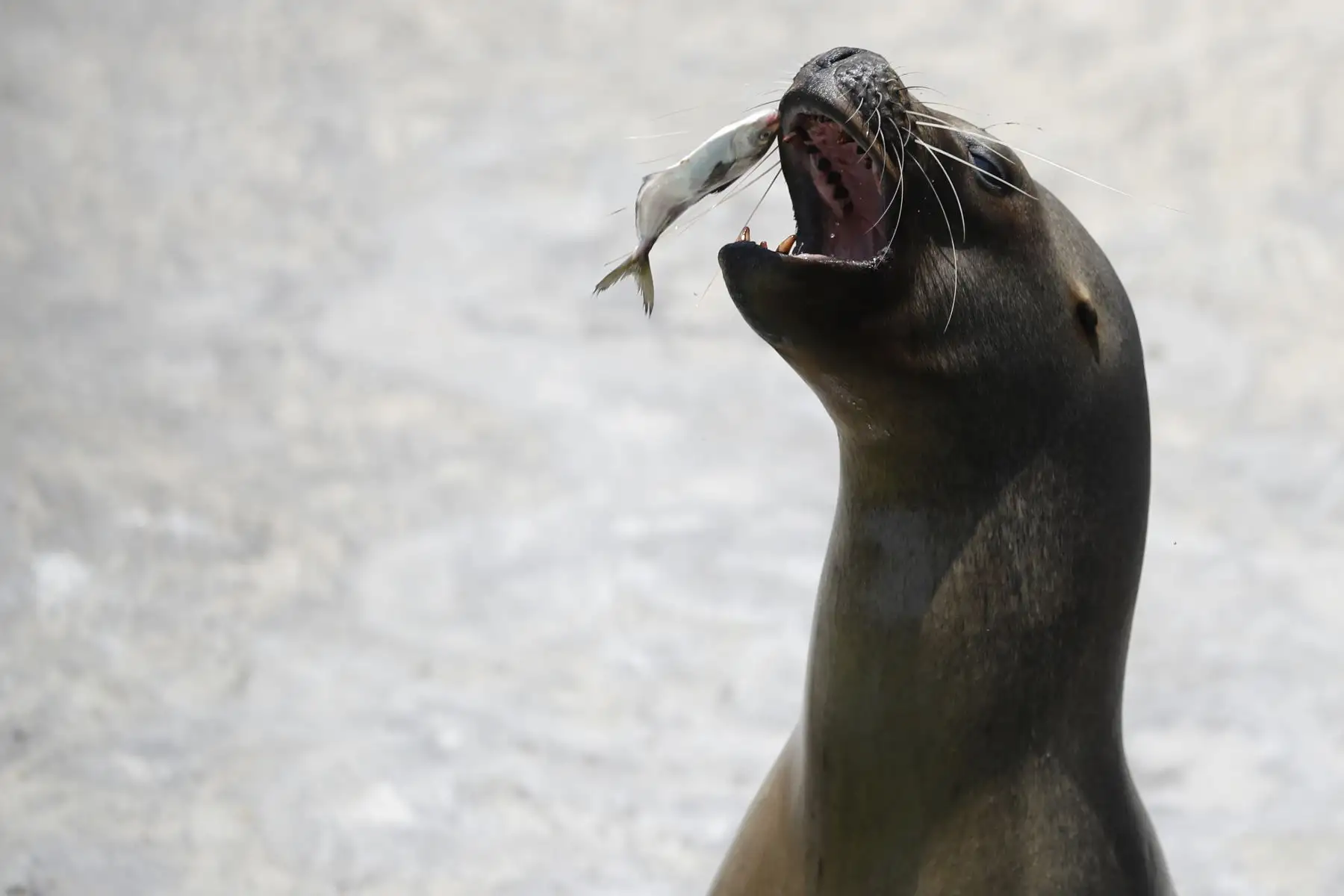 El Zoológico de Huachipa presentó el Baby shower simbólico de la loba de mar Nayra, que se encuentra en sus últimos días de gestación. Después de 10 años nacerá otra cría de esta especie en vías de extinción.

Foto: ANDINA / Juan Carlos Guzmán Negrini