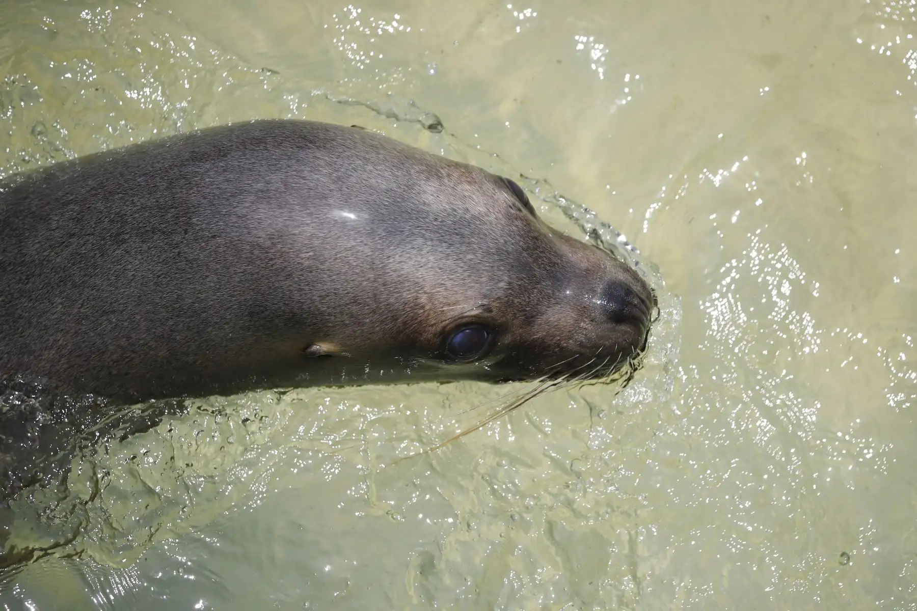 El Zoológico de Huachipa presentó el Baby shower simbólico de la loba de mar Nayra, que se encuentra en sus últimos días de gestación. Después de 10 años nacerá otra cría de esta especie en vías de extinción.

Foto: ANDINA / Juan Carlos Guzmán Negrini