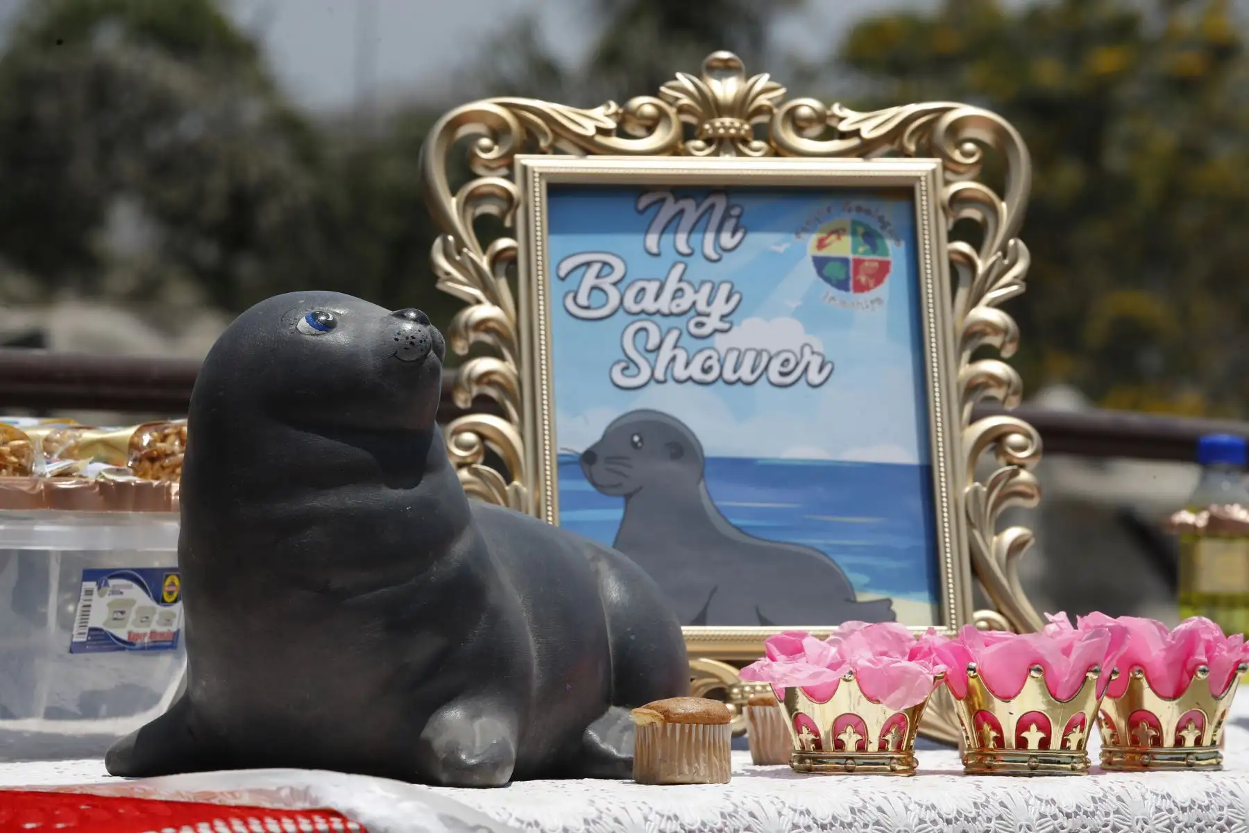 El Zoológico de Huachipa presentó el Baby shower simbólico de la loba de mar Nayra, que se encuentra en sus últimos días de gestación. Después de 10 años nacerá otra cría de esta especie en vías de extinción.

Foto: ANDINA / Juan Carlos Guzmán Negrini