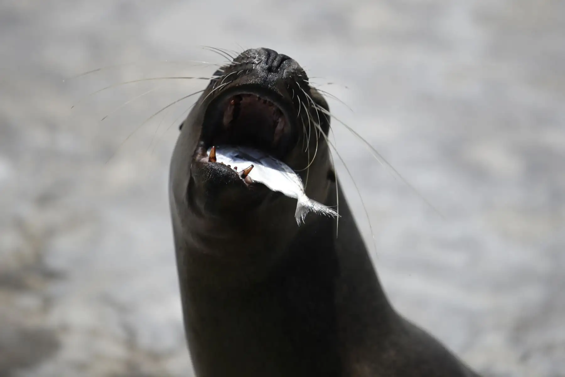 El Zoológico de Huachipa presentó el Baby shower simbólico de la loba de mar Nayra, que se encuentra en sus últimos días de gestación. Después de 10 años nacerá otra cría de esta especie en vías de extinción.

Foto: ANDINA / Juan Carlos Guzmán Negrini