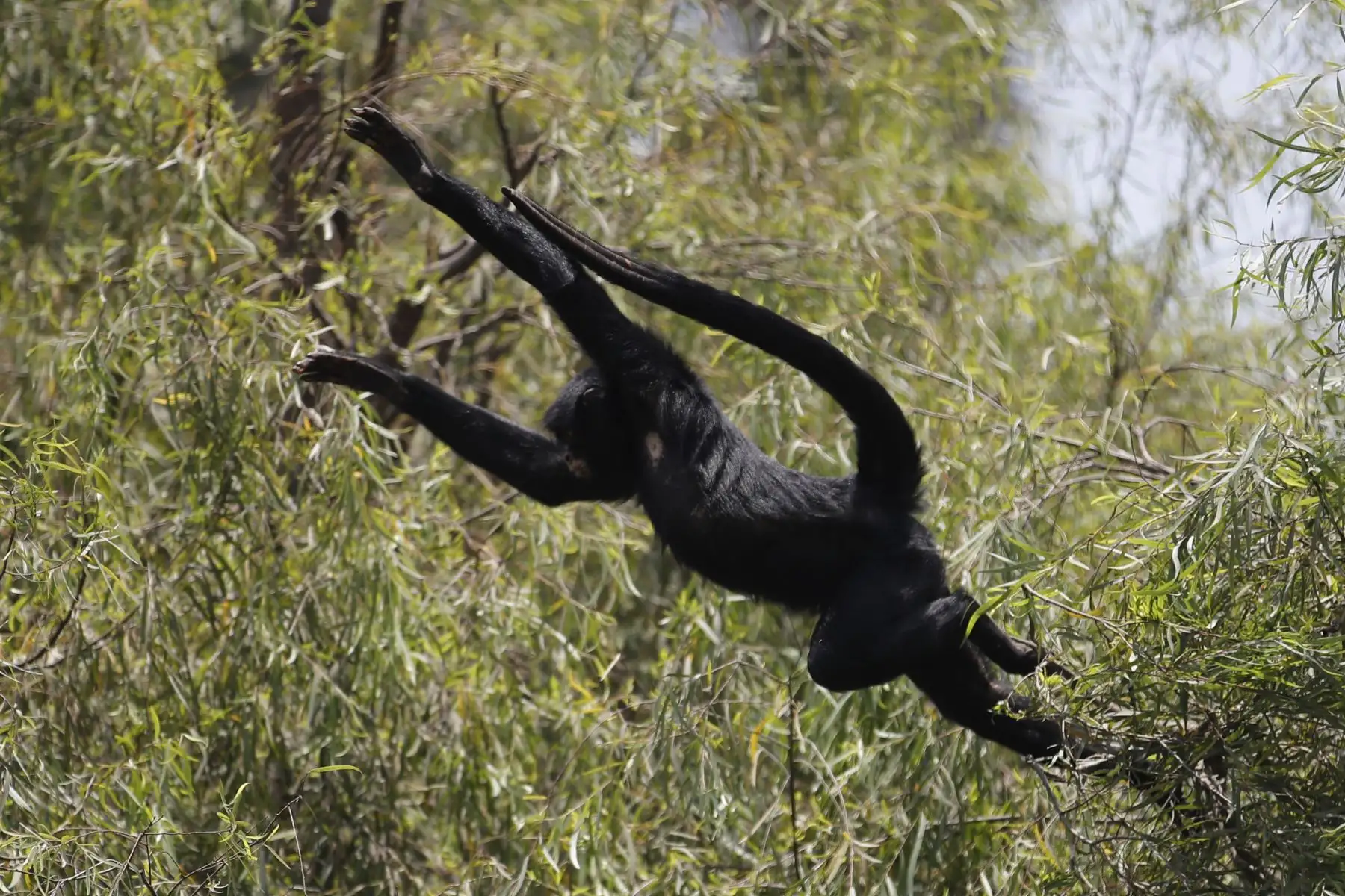 Ateles chameck o mono maquisapa del Zoológico de Huachipa que ya abrió sus puertas para las visitas.

Foto: ANDINA / Juan Carlos Guzmán Negrini