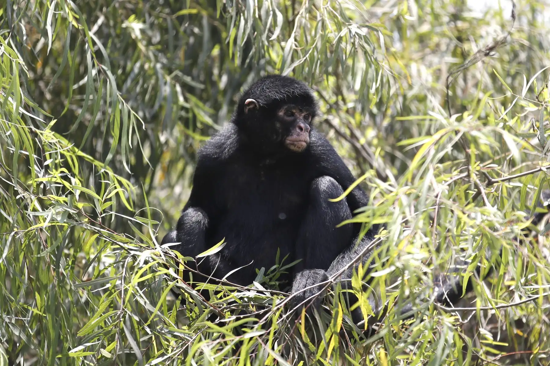 Ateles chameck o mono maquisapa del Zoológico de Huachipa que ya abrió sus puertas para las visitas.

Foto: ANDINA / Juan Carlos Guzmán Negrini