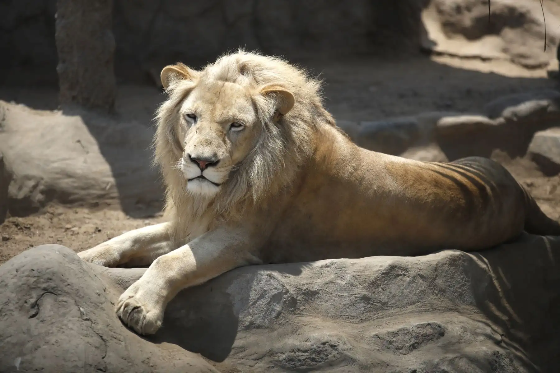 León o Panthera Leo, felino del Zoológico de Huachipa que ya abrió sus puertas para las visitas.

Foto: ANDINA / Juan Carlos Guzmán Negrini